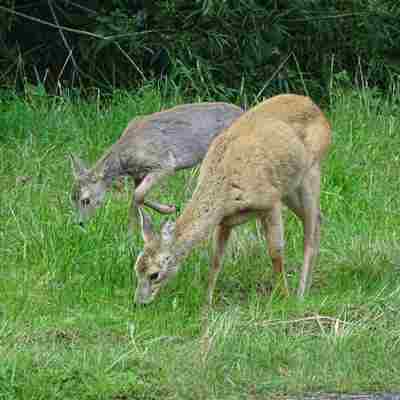 To hjorte går fredeligt og spiser græs.