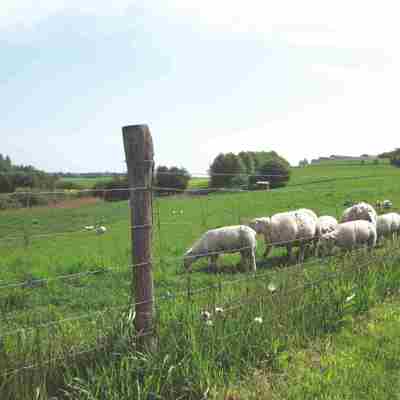 En flok får går og græsser nær et nethegn.