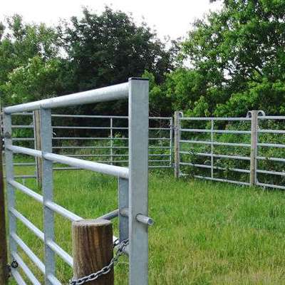 To køer står på en mark ved siden af en fangefold.