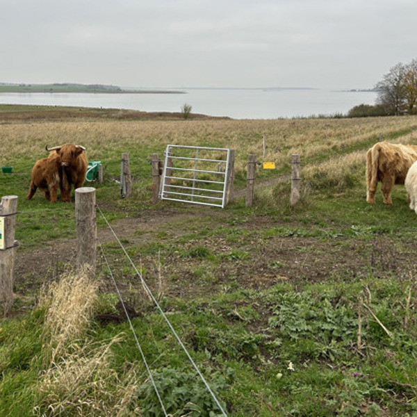 man ser 2 stållåger og nogle kvæg der går og græsser