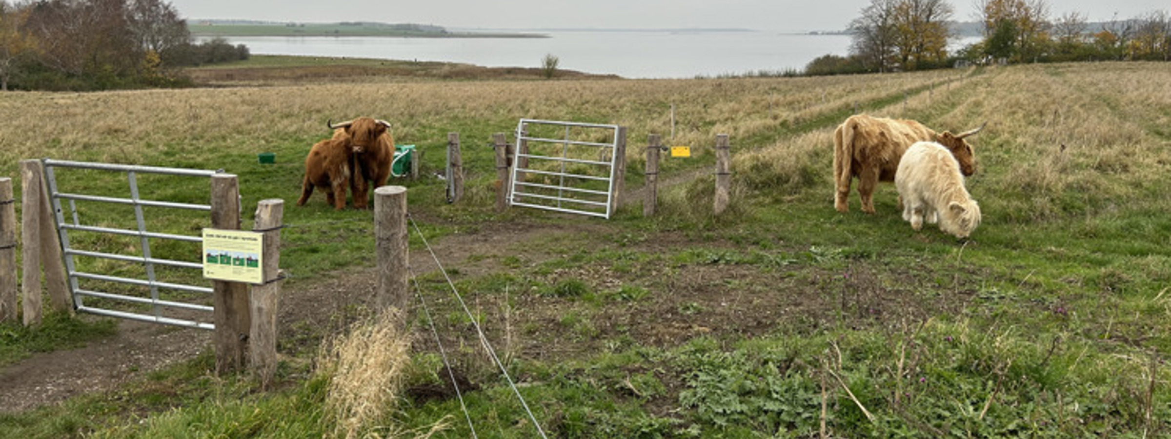 man ser 2 stållåger og nogle kvæg der går og græsser