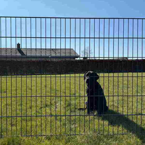 En sort hund sidder i græsset, bag et panelhegn.