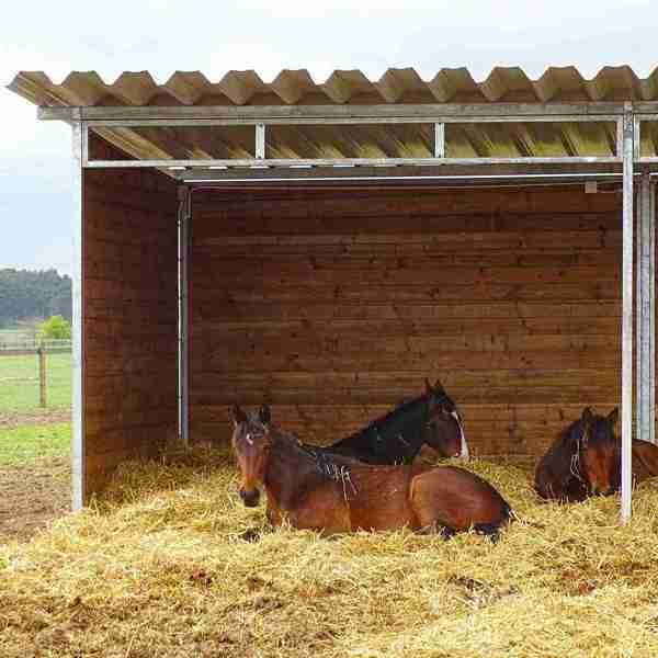Tre brune heste ligger på et underlag af halm i et læskur.