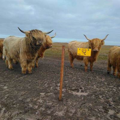 En flok højlandskvæg står samlet ved et elhegn.