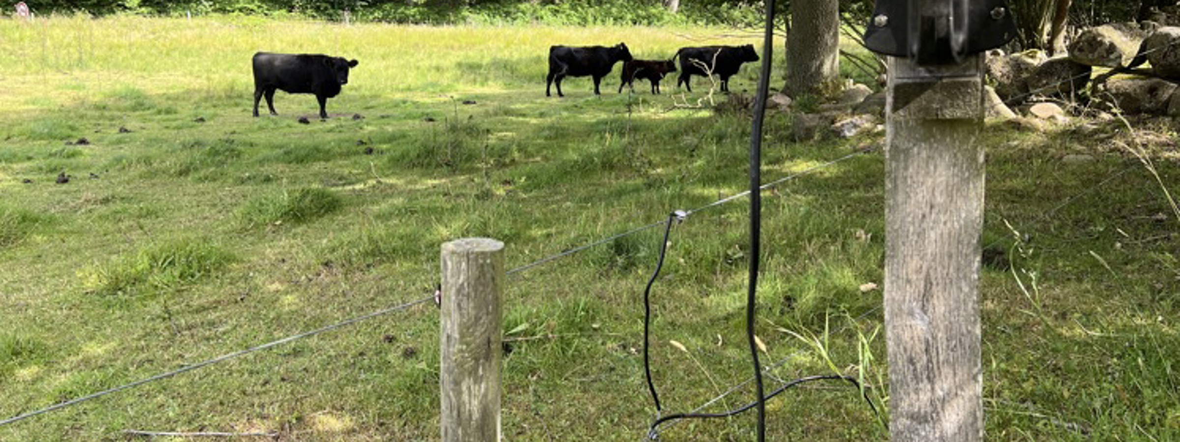 Billede af en solcelledrevet spændingsgiver monteret på en træpæl ved et elektrisk hegn, med køer græssende i baggrunden.