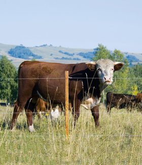 En flok kvæg står samlet ved et elhegn.
