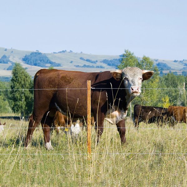 En flok kvæg står samlet ved et elhegn.