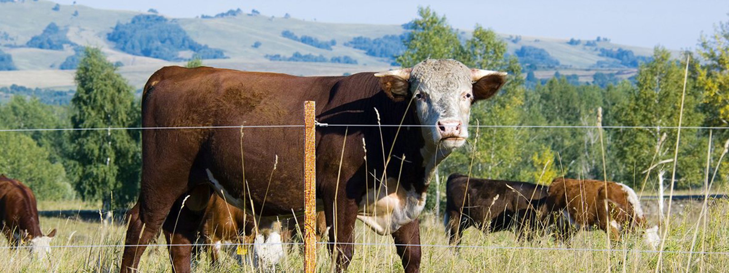 En flok kvæg står samlet ved et elhegn.