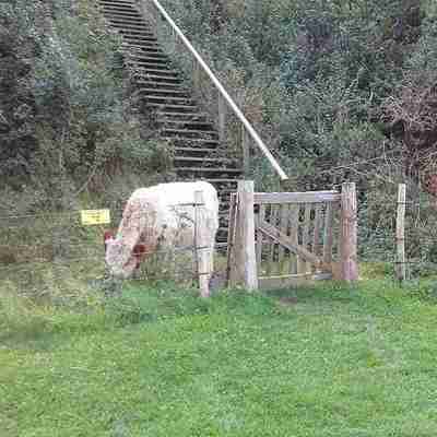 En ko står bag et elhegn afsluttet med en trælåge. Bag koen er der en trappe som fører op ad en skråning.