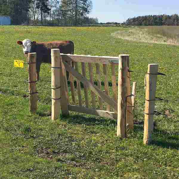 En ko er indhegnet af et eletrisk hegn og en låge i træ