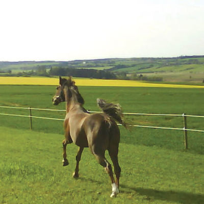 To heste galopperer ned langs elhegnet i deres hestefold.