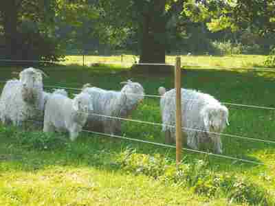 Fem langhårede får græsser bag et elhegn.