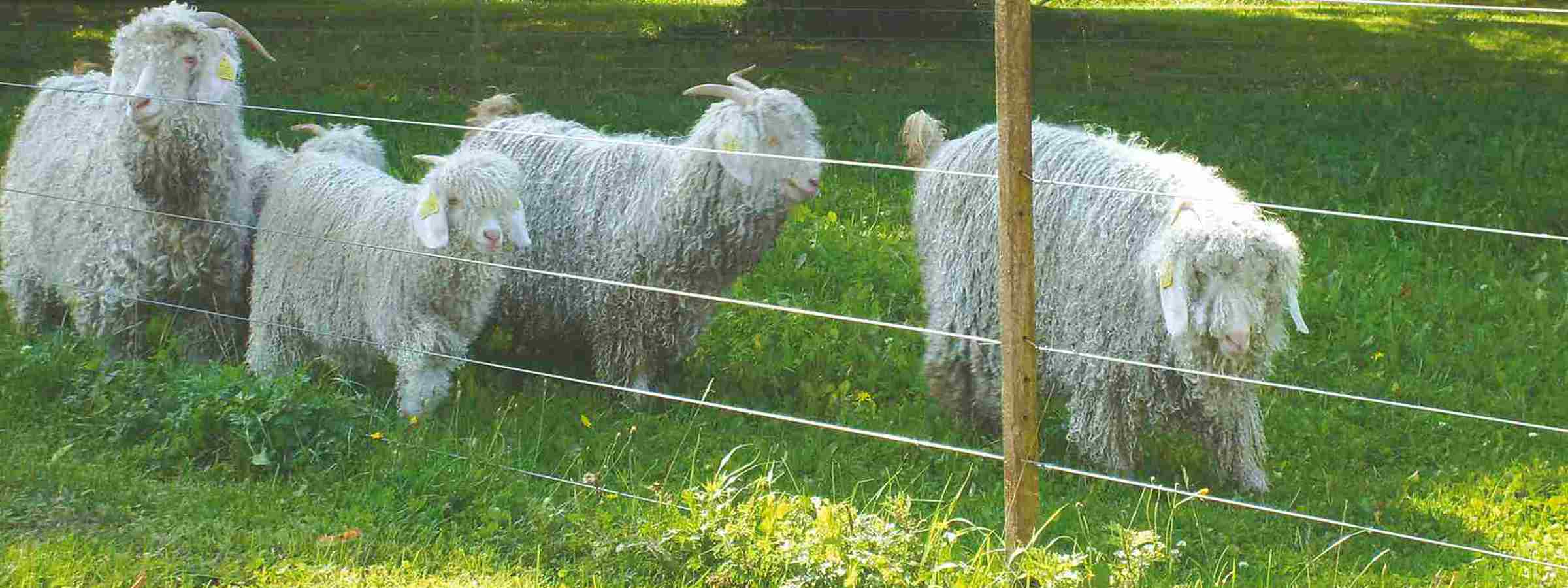 Fem langhårede får græsser bag et elhegn.