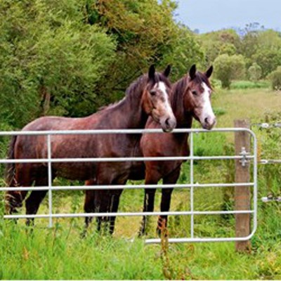 To brune heste står bagved en teleskoplåge, og kigger ud på den anden side