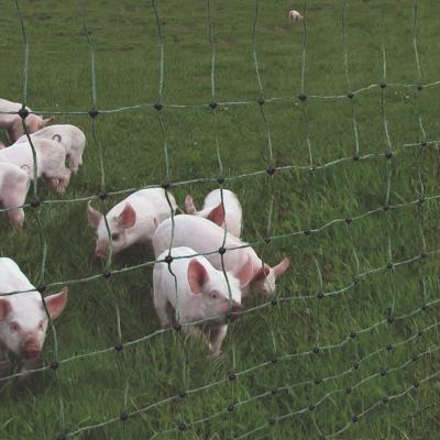 En flok smågrise står tæt på et elektrisk nethegn.