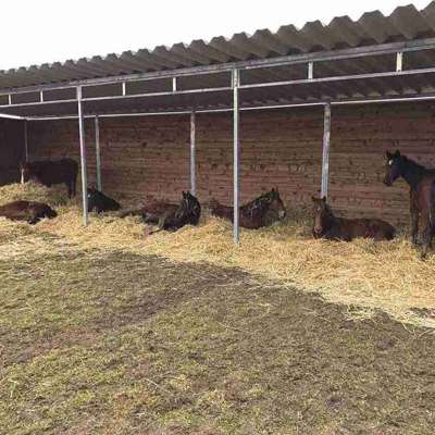 Syv brune heste står eller ligger på et underlag af halm i deres store læskur.
