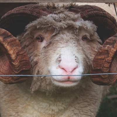 En vædder står og kigger ud gennem maskerne på et nethegn.