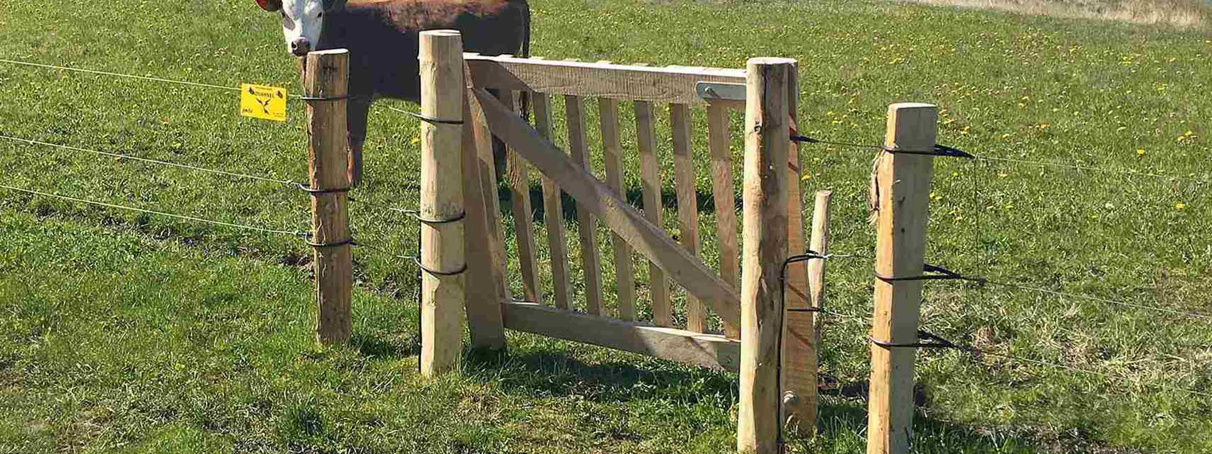 En ko er indhegnet af et eletrisk hegn og en låge i træ