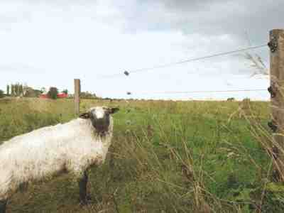 Et hvidt får står foran et elhegn og kigger til siden.
