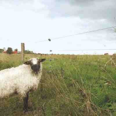 Et hvidt får står foran et elhegn og kigger til siden.
