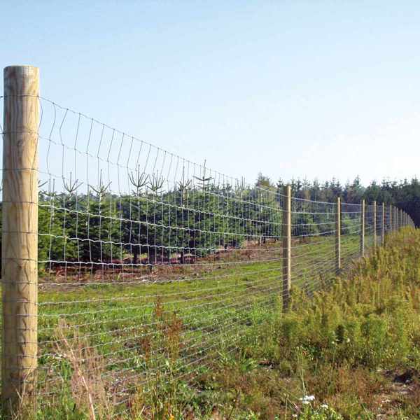 Et skovhegn beskytter et område med grantræer mod vildt.