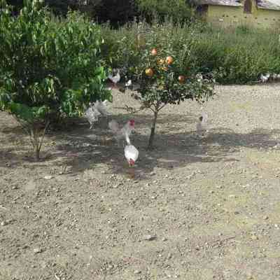 En flok høns går rundt blandt frugttræer og buske.