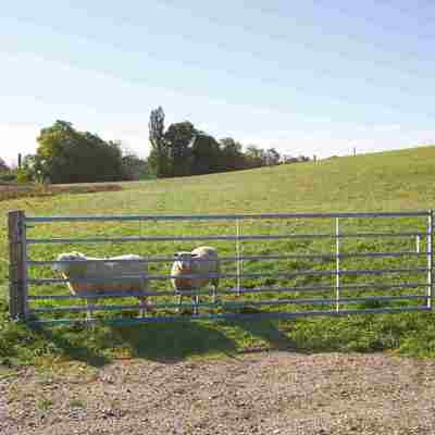 To får står og kigger ud af deres fold gennem en stållåge.