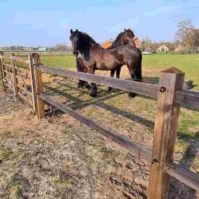 Et lægtehegn adskiller to hestefolde, men en trælåge tillader adgang mellem de to folde. To store heste står i nærheden af trælågen.