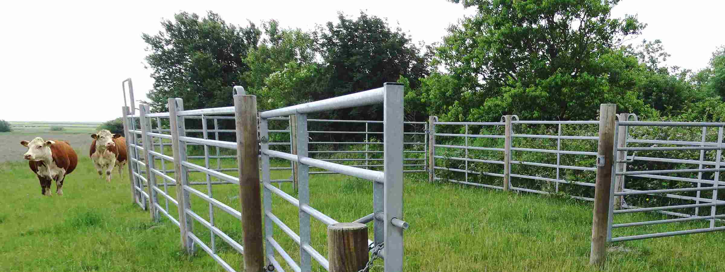 To køer står på en mark ved siden af en fangefold.