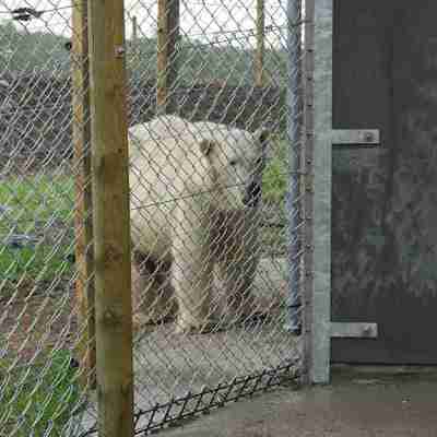En isbjørn går trygt i sin indhegning, der består af både et elhegn og et nethegn.