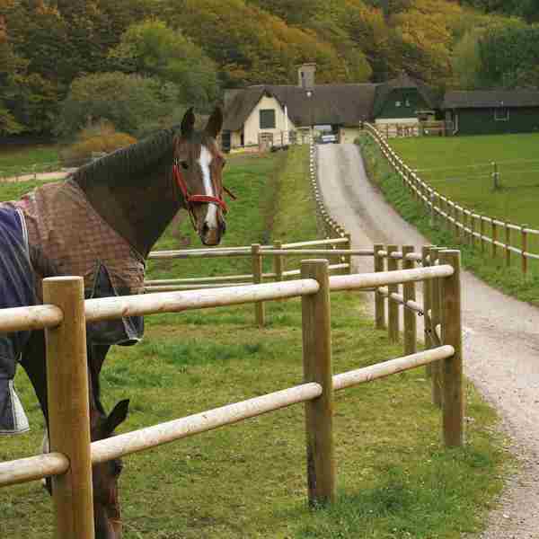 En hest står med hævet hoved og iagttager omgivelserne, mens en anden hest græsser. Begge heste står bag et