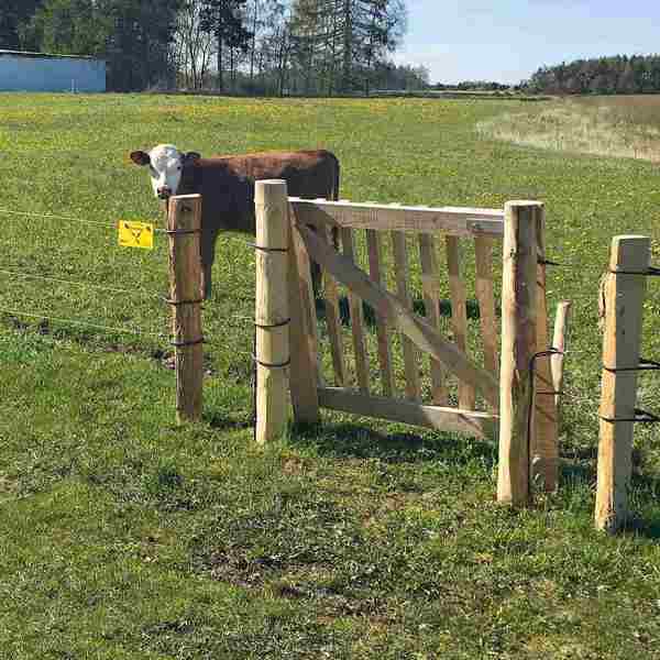 En ko er indhegnet af et eletrisk hegn og en låge i træ