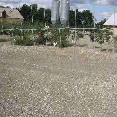 Et højt nethegn sikrer, at hønsene bliver i hønsegården og holder rovdyrene ude.