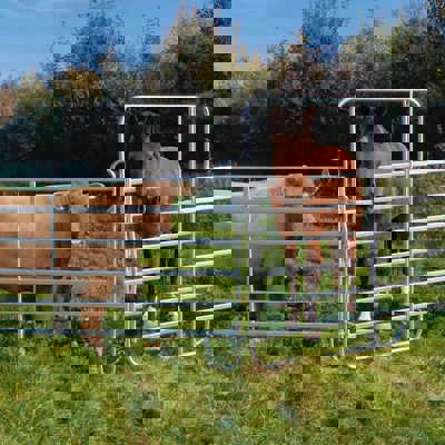 To køer og en hest står inde i en fangefold