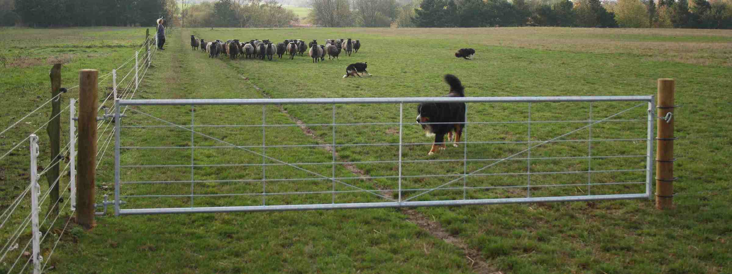Inde bag en letvægtslåge er der en flok får og en hyrde hund