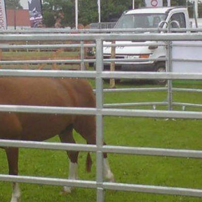 To ponyer græsser i en fangefold på et dyrskue.