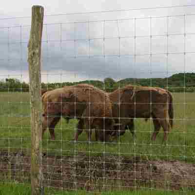 To bisoner står bag et højt nethegn i en dyrehave.