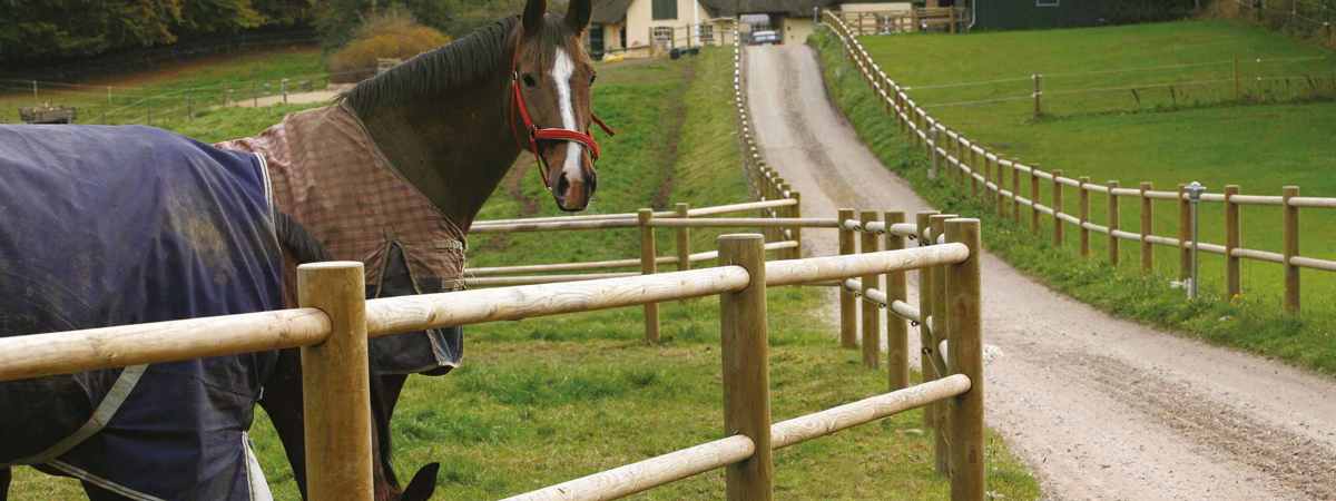 To heste bag et flot Texas-hegn