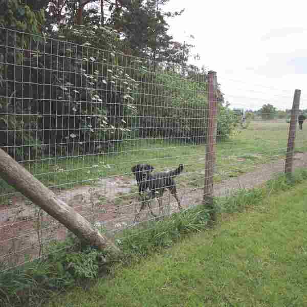 En sort hund løber langs nethegnet i en løbegård.