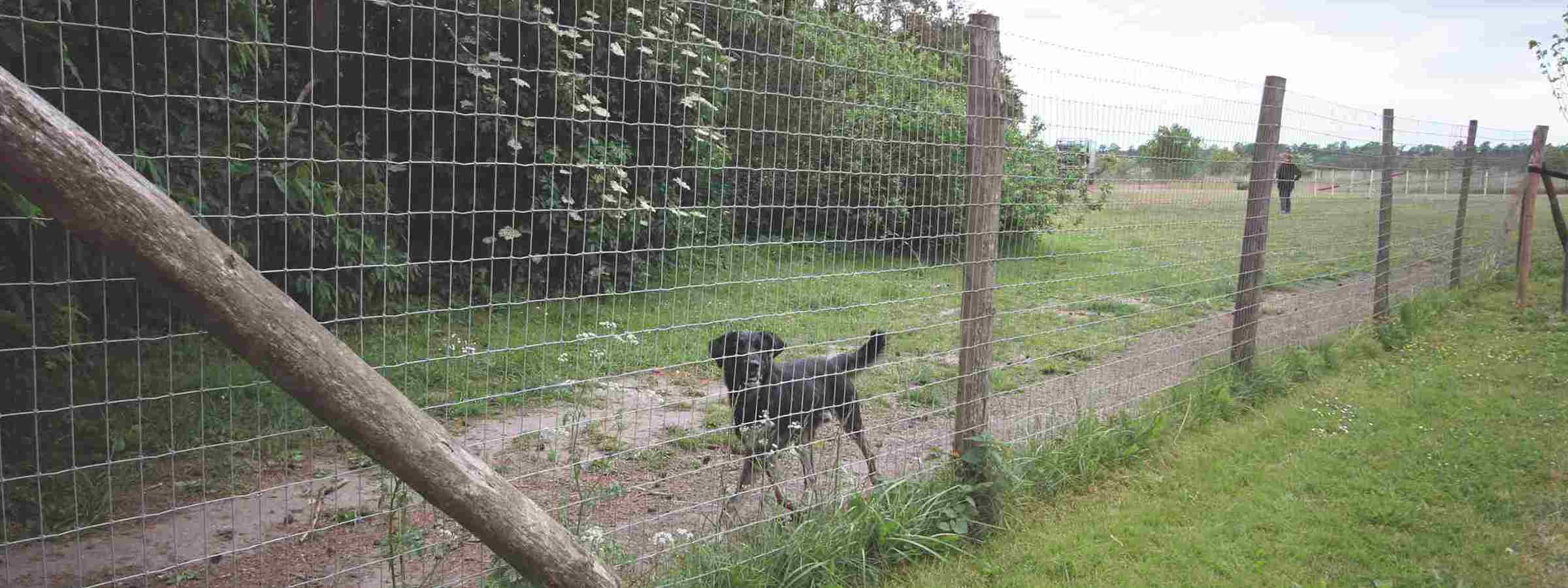En sort hund løber langs nethegnet i en løbegård.