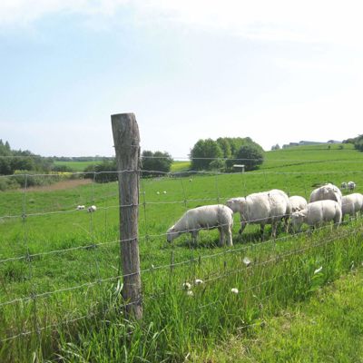 En flok får går og græsser nær et nethegn.