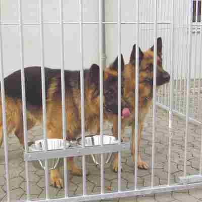 To schäferhunde står ved siden af hinanden i deres hundegård.