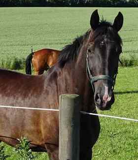 En brun hest står tæt på hestefoldens elhegn. Bag hesten står endnu en hest i samme hestefold.