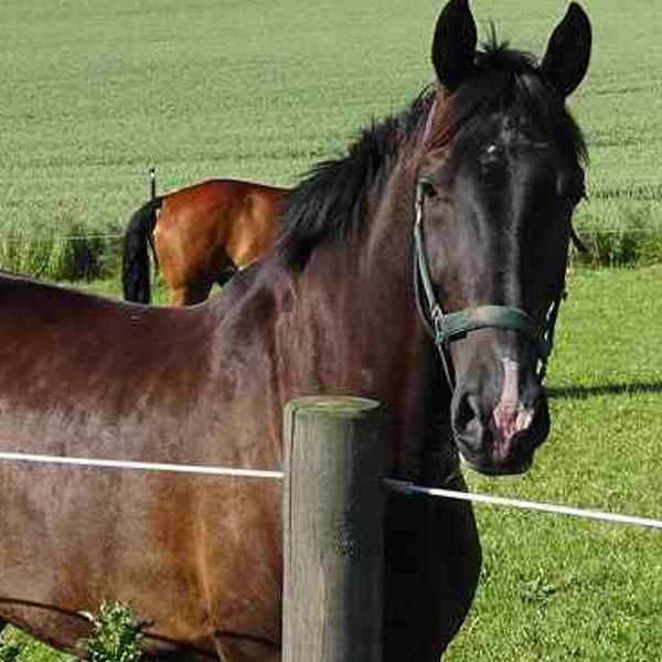 En brun hest står tæt på hestefoldens elhegn. Bag hesten står endnu en hest i samme hestefold.
