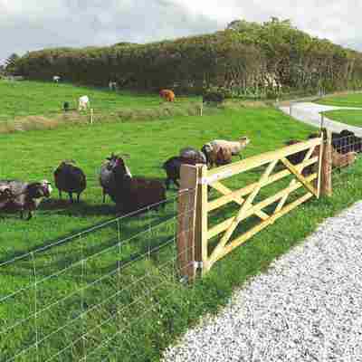 I forgrunden går en flok får og græsser bag et nethegn. I baggrunden går flere heste og græsser i en separat fold.
