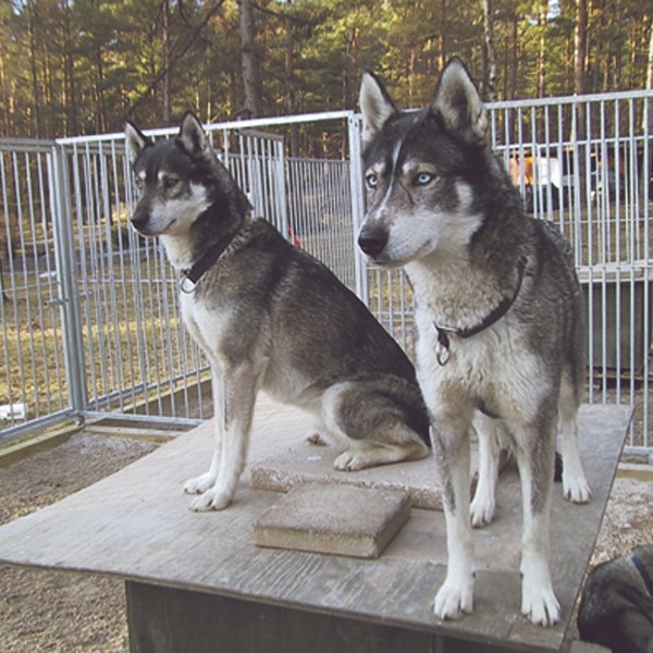 To hunde af racen Siberian Husky sidder på toppen af deres hundehus inde i en hundegård.