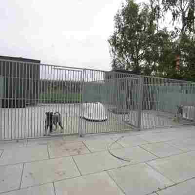 To hunde står i hver deres hundegård og kigger ud.