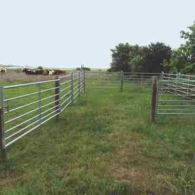 En kvægflok står på en mark ved siden af en fangefold.