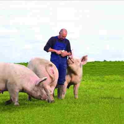 En svineavler står i en indhegning omgivet af tre store grise.
