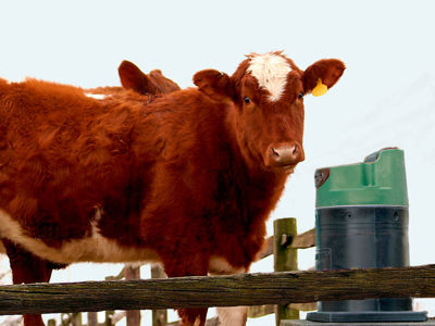 Brun og hvid ko med øremærke står ved en drikkekop, mens en anden ko delvist ses i baggrunden